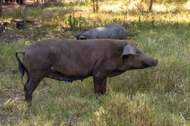 Cerdo negro criado en una granja con enfoque selectivo