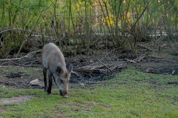 Cerdo pequeño salvaje contento pastando en la hierba