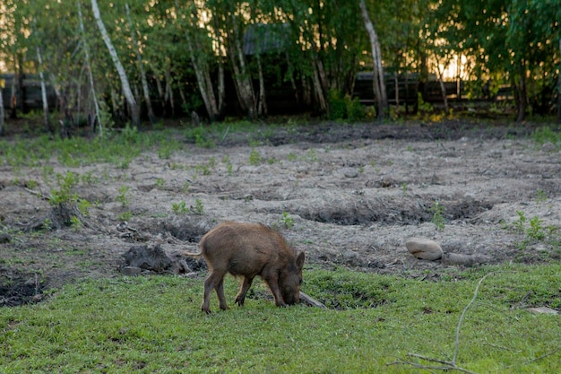 Cerdo pequeño salvaje contento pastando en la hierba