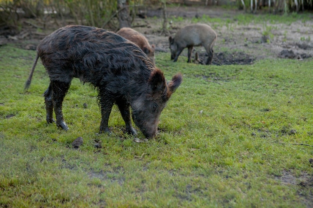 Cerdo pequeño salvaje contento pastando en la hierba