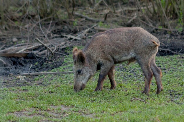 Cerdo pequeño salvaje contento pastando en la hierba