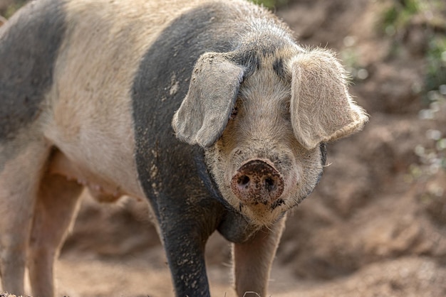 Foto cerdo de pie en la granja mirando a la cámara