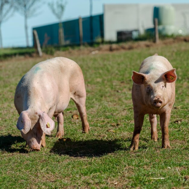 Foto cerdo de pie sobre un césped bio granja de cerdos