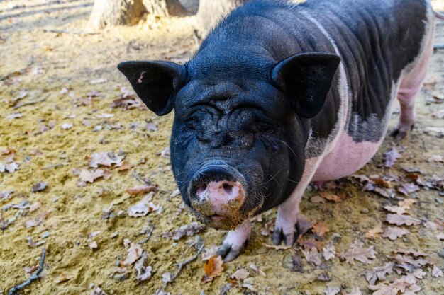 Cerdo en un potrero en la granja en el campo