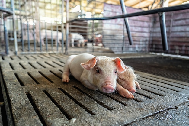 Cerdo recién nacido en granjas porcinas, industria animal y porcina.