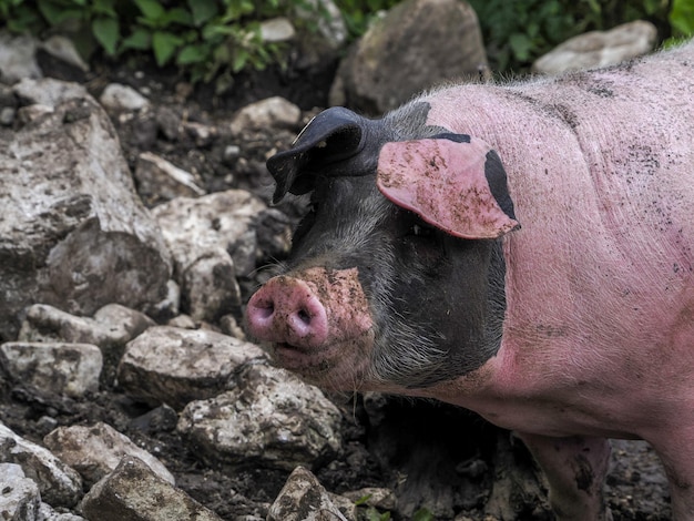 Cerdo rosa y negro de cerca