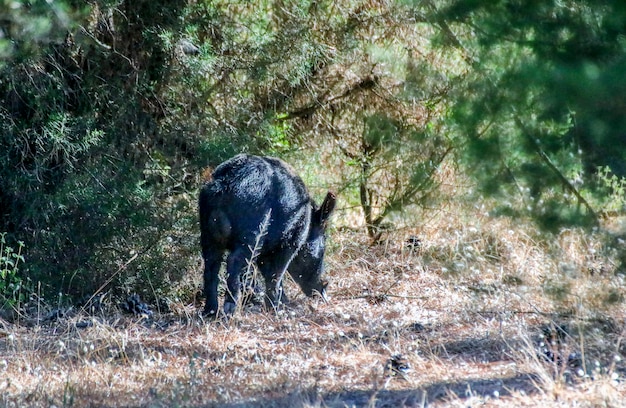 Cerdo salvaje en el parque nacional.