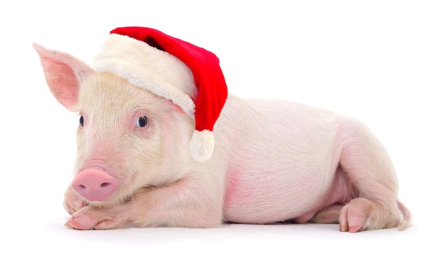 Foto cerdo con un sombrero rojo de papá noel