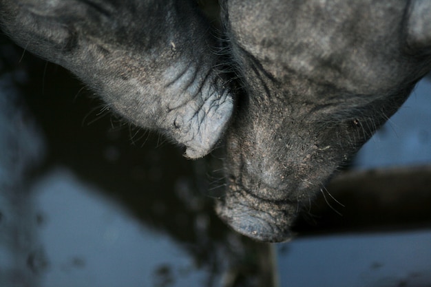 Cerdo de vientre negro vietnamita. Cerdos herbívoros