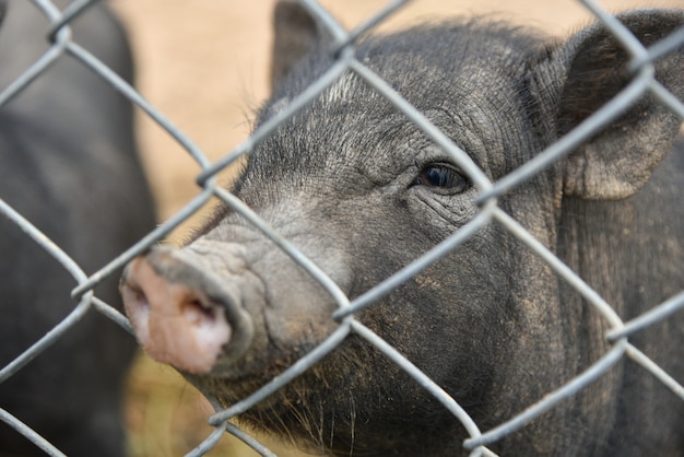 Cerdo vietnamita en una jaula en el zoológico