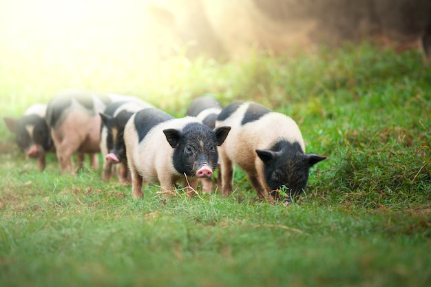 Foto cerdo vietnamita