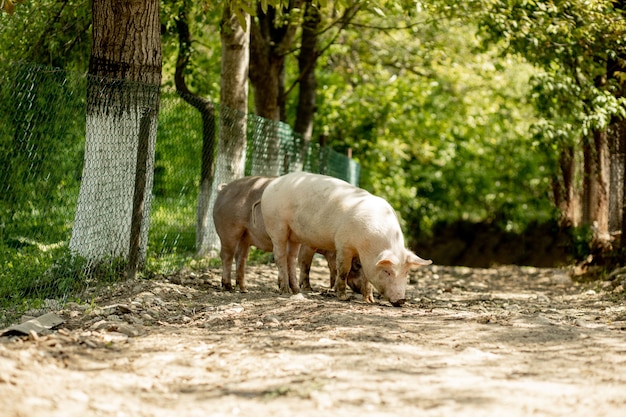 Los cerdos caminan por la carretera en el campo