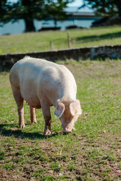 Foto cerdos, en, campo, sano, cerdo, en, pradera