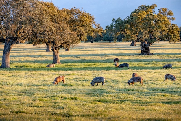 Cerdos comiendo en el campo durante el otoño