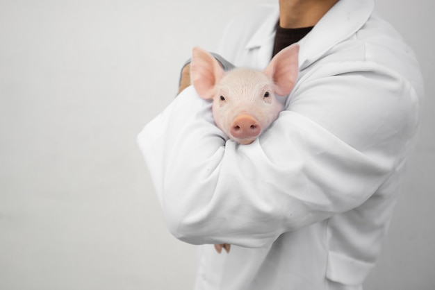 Foto cerdos curiosos en la granja de cría de cerdos en el negocio porcino en una granja interior ordenada y limpia con lechón de alimentación de la madre del cerdo