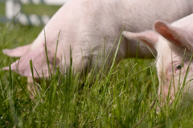 los cerdos domésticos comen hierba