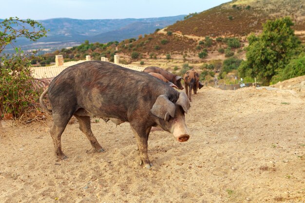 Foto cerdos ibéricos adultos