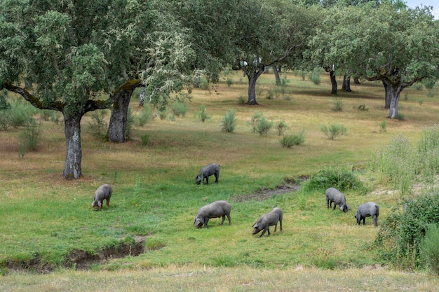 Foto cerdos ibéricos en el campo español