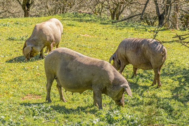 Cerdos ibéricos pastando en la campiña de Huelva. Cerdos en la dehesa con encinas en Andalucía, España