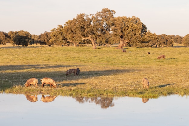 Cerdos ibéricos pastando en el campo.