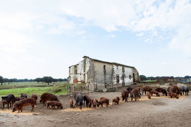 Cerdos ibéricos pastando en una granja