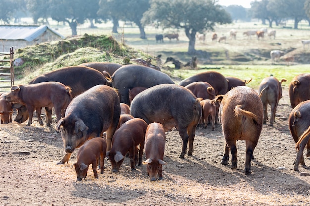 Cerdos ibéricos pastando en una granja