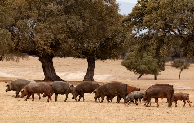 Cerdos ibéricos pastando entre los robles