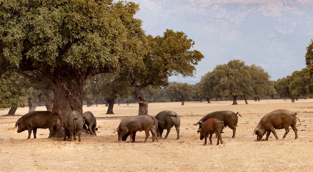 Cerdos ibéricos pastando entre los robles