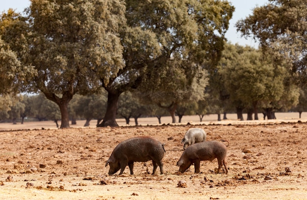 Cerdos ibéricos pastando entre los robles