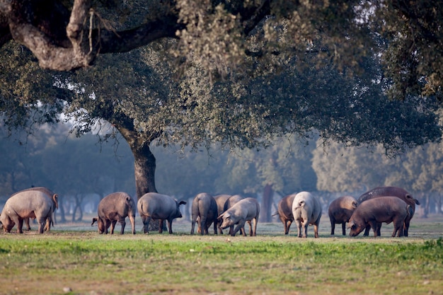 Foto cerdos ibéricos pastando