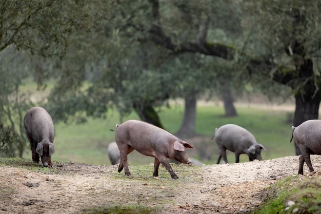 Cerdos ibéricos pastando