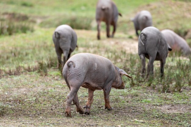 Cerdos ibéricos pastando