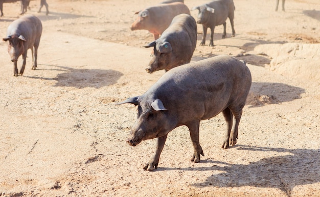 Cerdos ibéricos