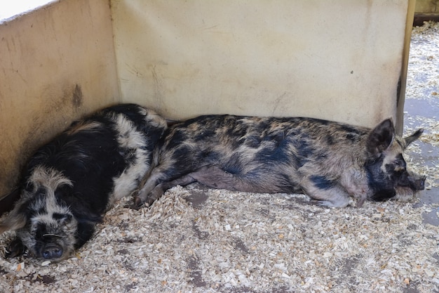 Los cerdos con manchas negras duermen sobre aserrín en la esquina del recinto. Granja.