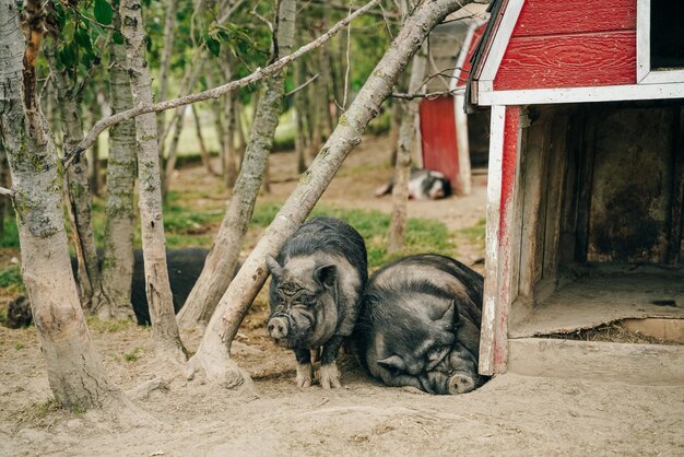 Los cerdos negros ibéricos duermen en la granja.