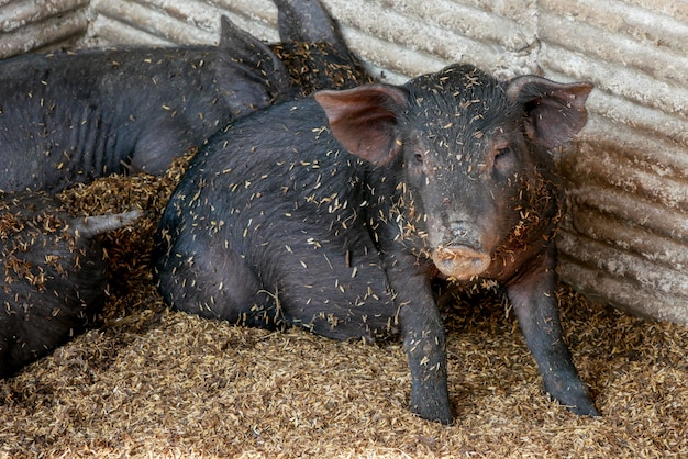 Cerdos negros pequeños en granja