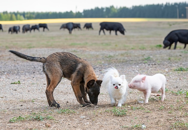 Foto cerdos y perros en la granja