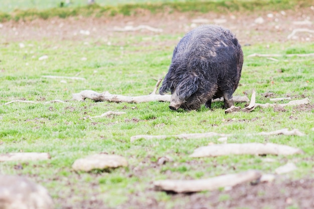 Cerdos de la raza mangalica.