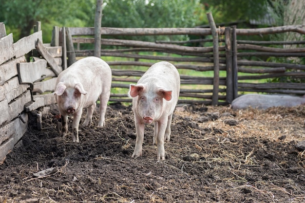 Cerdos rosados en la granja. Porcinos en la granja. Industria cárnica. La cría de cerdos para satisfacer la creciente demanda de carne