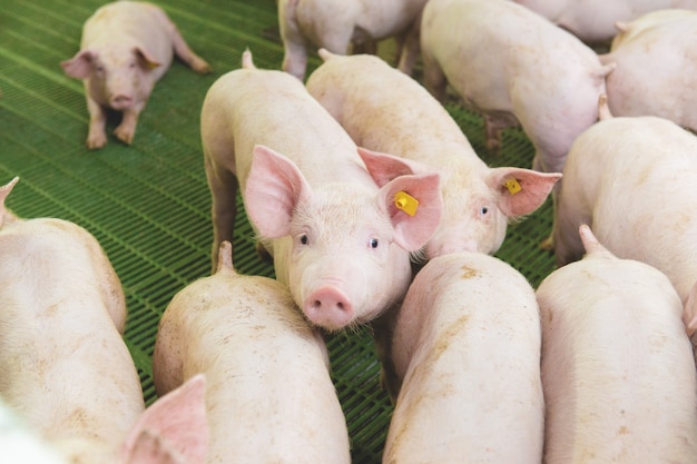 Cerdos rosados en la granja Porcinos en la granja Industria cárnica