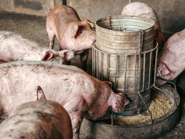 Los cerdos sucios en la granja están comiendo comida. Los cerdos están comiendo alimento para cerdos en una granja.