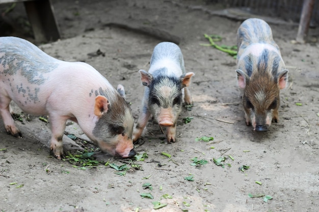 Foto los cerdos van a comer. lechones pequeños esperando alimento en la granja. pequeños lechones jugando al aire libre