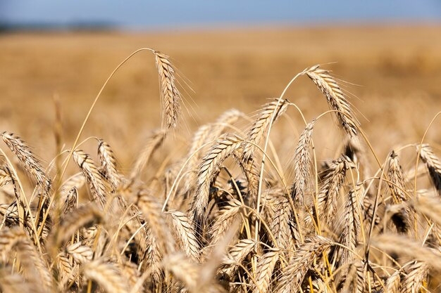 Cereais agrícolas - campo agrícola em que crescem cereais, trigo, bielorrússia, cereais maduros e amarelados,