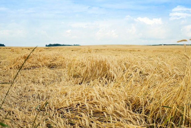 Cereais agrícolas