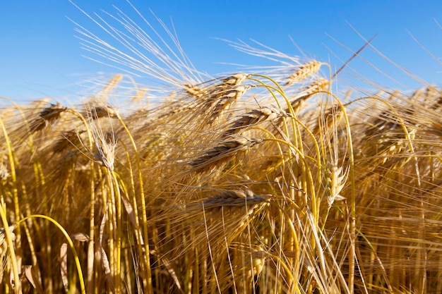 Cereais agrícolas