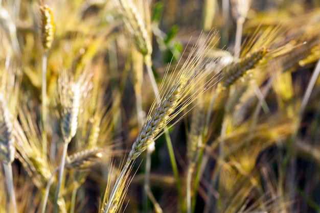 Cereais agrícolas