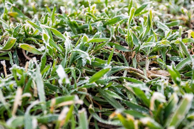 Foto cereais de inverno