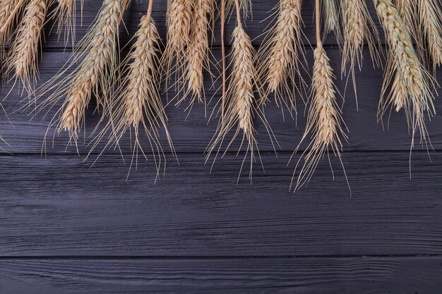 Foto cereais de safras agrícolas em fundo preto e espaço de cópia