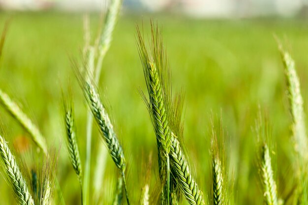 Cereais verdes closeup