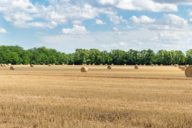 Cereal cosechado trigo cebada centeno campo de grano, con pacas pacas pacas estacas forma redonda en el nublado cielo azul